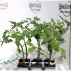 Ökörszív paradicsom Rosamunda F1 palánta