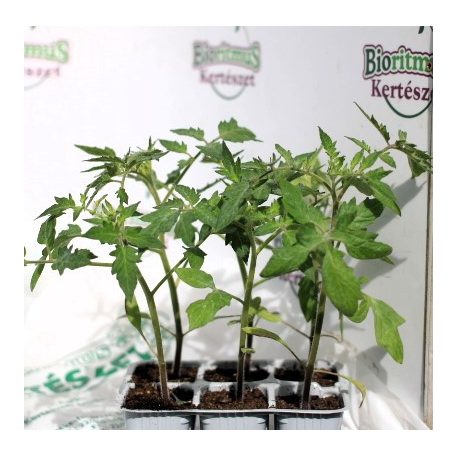 Ökörszív paradicsom Rosamunda F1 palánta