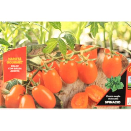 Szilvaparadicsom Orange Sunset palánta 6 db-os tápkockás