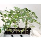 Szilvaparadicsom Orange Sunset palánta 6 db-os tápkockás