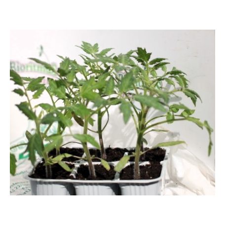 Szilvaparadicsom Orange Sunset palánta 6 db-os tápkockás