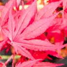 Bordó levelű japán juhar Acer palmatum Fireglow CLT. 10