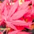 Bordó levelű japán juhar Acer palmatum Fireglow CLT. 10