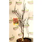 Bordó levelű japán juhar Acer palmatum Fireglow CLT. 10