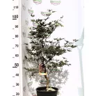 Bordó levelű japán juhar Acer palmatum Fireglow CLT. 10