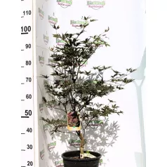 Bordó levelű japán juhar Acer palmatum Fireglow CLT. 10