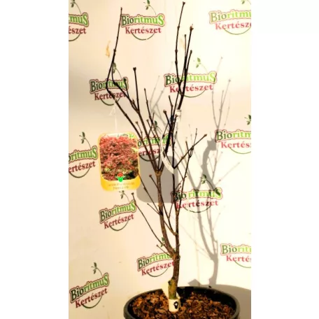 Bordó levelű japán juhar Acer palmatum Fireglow CLT. 10