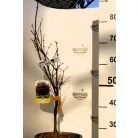 Bordó levelű japán juhar Acer palmatum Bloodgood CLT. 10