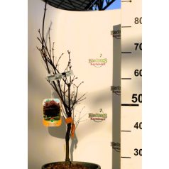 Bordó levelű japán juhar Acer palmatum Bloodgood CLT. 10