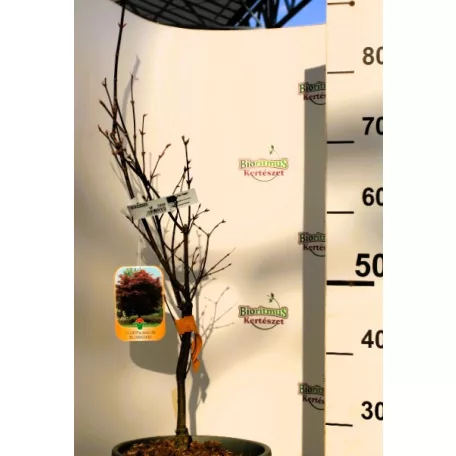 Bordó levelű japán juhar Acer palmatum Bloodgood CLT. 10