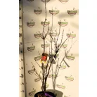 Oszlopos növekedésű japán juhar Acer palmatum Skeeter's Broom CLT. 10