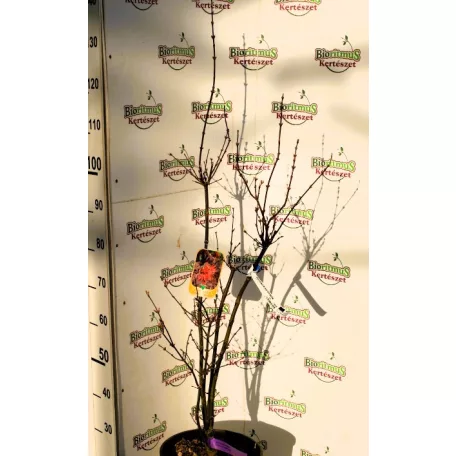Oszlopos növekedésű japán juhar Acer palmatum Skeeter's Broom CLT. 10