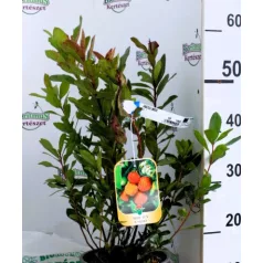 Nyugati szamócafa Arbutus unedo CLT. 3