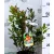 Nyugati szamócafa Arbutus unedo CLT. 3