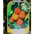 Nyugati szamócafa Arbutus unedo CLT. 3