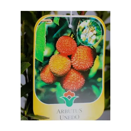Nyugati szamócafa Arbutus unedo CLT. 3