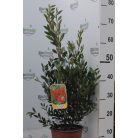 Kefevirág CALLISTEMON LAEVIS CLT. 3
