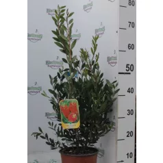 Kefevirág Callistemon Laevis CLT. 3