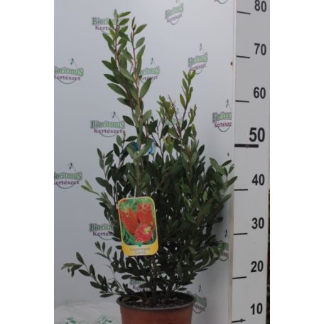 Kefevirág CALLISTEMON LAEVIS CLT. 3