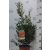Kefevirág CALLISTEMON LAEVIS CLT. 3