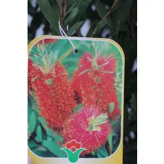 Kefevirág Callistemon Laevis CLT. 3