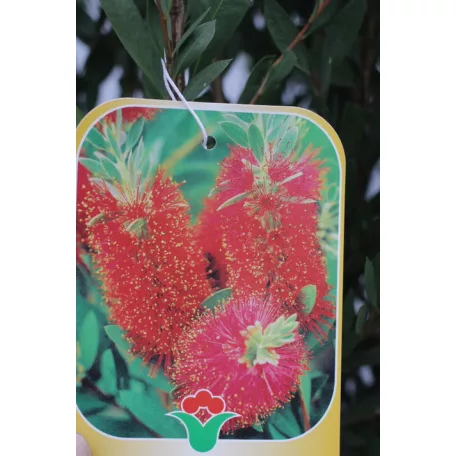 Kefevirág Callistemon Laevis CLT. 3