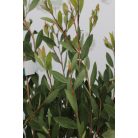 Kefevirág CALLISTEMON LAEVIS CLT. 3