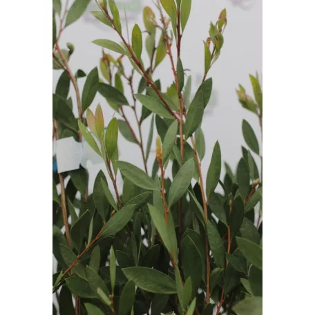 Kefevirág Callistemon Laevis CLT. 3
