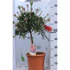 Kefevirág fácska Callistemon citrinus Splendens LV 9 MINI STANDARD