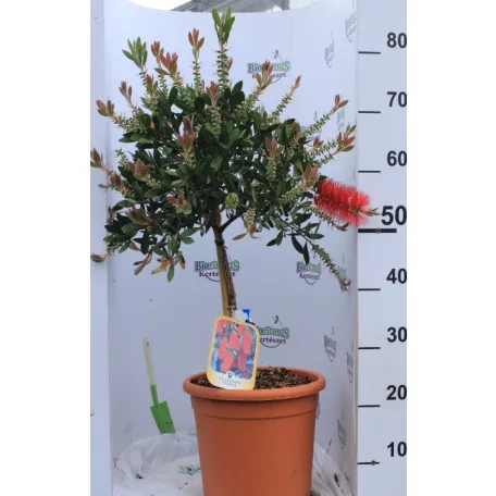 Kefevirág fácska Callistemon citrinus Splendens LV 9 MINI STANDARD