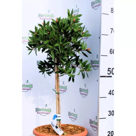 Kefevirág fácska Callistemon citrinus Splendens LV 9 MINI STANDARD