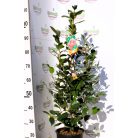 Japán kamélia Camellia japonica CLT. 7