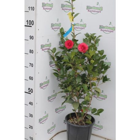 Kamélia CAMELLIA JAPONICA CLT. 7