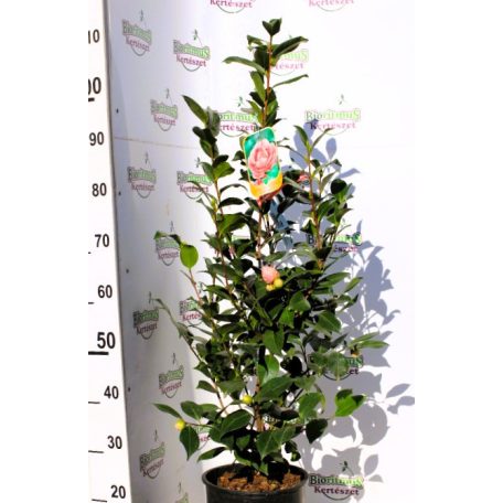 Japán kamélia Camellia japonica CLT. 7