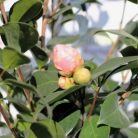 Japán kamélia Camellia japonica CLT. 7