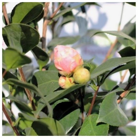 Japán kamélia Camellia japonica CLT. 7