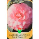 Japán kamélia Camellia japonica CLT. 7