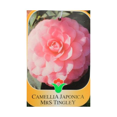 Japán kamélia Camellia japonica CLT. 7