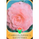 Japán kamélia Camellia japonica CLT. 7