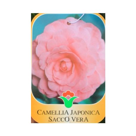 Japán kamélia Camellia japonica CLT. 7