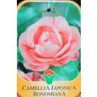 Japán kamélia Camellia japonica CLT. 7