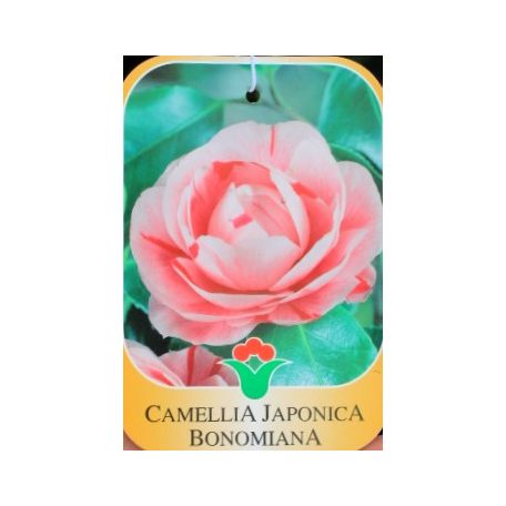 Japán kamélia Camellia japonica CLT. 7