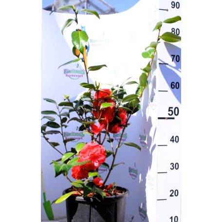 Japán kamélia CAMELLIA JAPONICA ROSSO CLT. 7