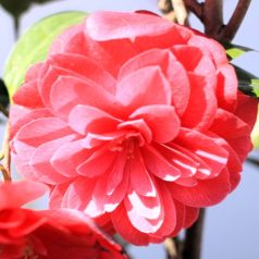 Japán kamélia CAMELLIA JAPONICA ROSSO CLT. 7