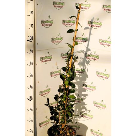 Karácsonyi kamélia Camelia sasanqua CLT. 7