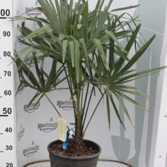   Kínai kenderpálma Chamaerops excelsa (Trachycarpus fortunei) CLT.15 60/80
