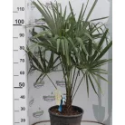 Kínai kenderpálma Chamaerops excelsa (Trachycarpus fortunei) CLT.15 60/80