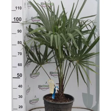 Kínai kenderpálma Chamaerops excelsa (Trachycarpus fortunei) CLT.15 60/80