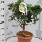 Narancs fa CITRUS SINENSIS ARANCIO LV 12 60/80