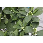 Narancs fa CITRUS SINENSIS ARANCIO LV 12 60/80